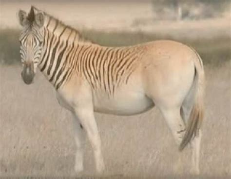 Extinct quagga is (almost) back from the dead