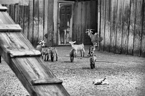 Farm Life In Black And White Photograph by Karsun Designs Photography