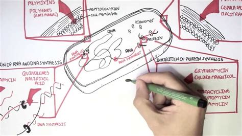 Microbiology - Antibiotics Mechanisms of Action - Medical News Alley