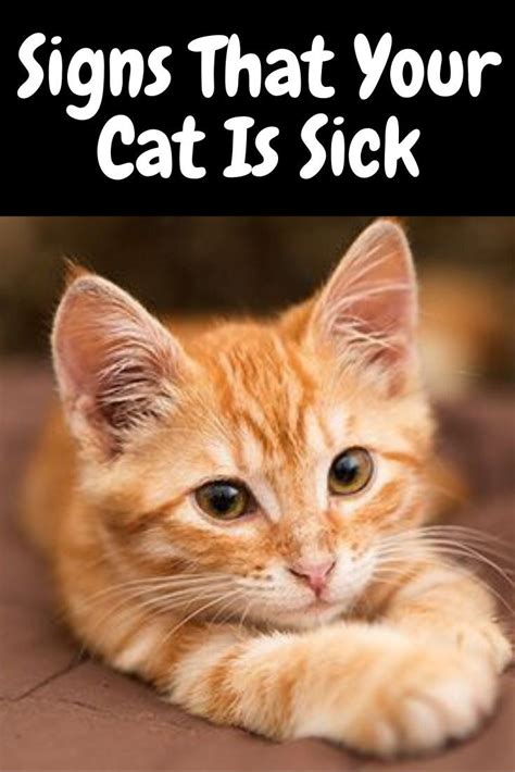 Signs That Your Cat Is Sick | Sick cat, Cats, Funny cats