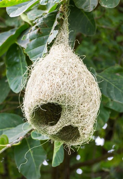 Weaver Bird Nest