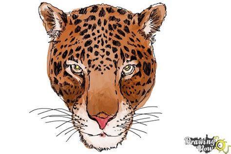 How to Draw a Cheetah Face - DrawingNow