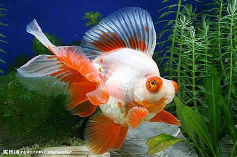 ryukin goldfish | Ryukin (Goldfish) | Goldfish, Freshwater aquarium ...