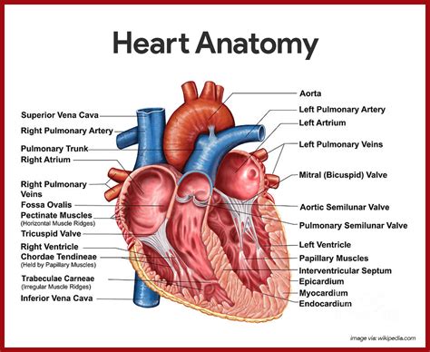 Heart Anatomy | Desktop Wallpapers