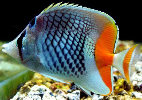 Pearlscale butterfly fish from Africa | Salt water fish, Fish tank, Fish