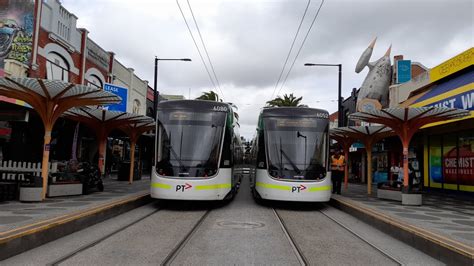 E Class trams, Pigeons and Seagulls at Acland Street Tram Terminus ...