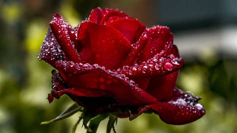 rosa roja oscura fondo de pantalla,flor,agua,pétalo,rojo,rosas de ...