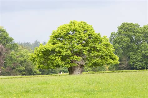 Tree Free Stock Photo - Public Domain Pictures