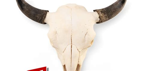 Real Bison Skull For Sale — Skulls Unlimited International, Inc.