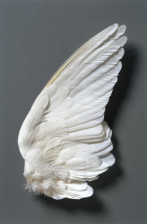 White Doves Columbidae Wing by Siede Preis