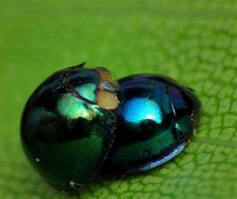 Metallic Blue Ladybug