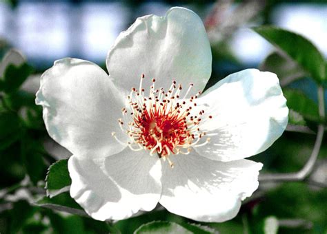 north carolina state flower | North Carolina's State Flower- Dogwood ...