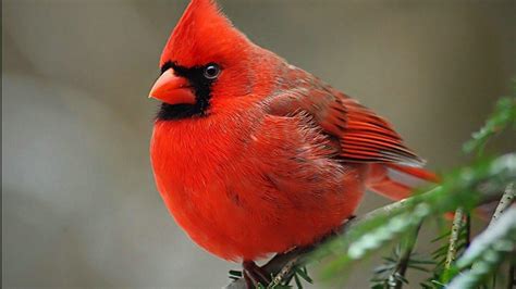 Cardinal Bird Wallpapers - Wallpaper Cave