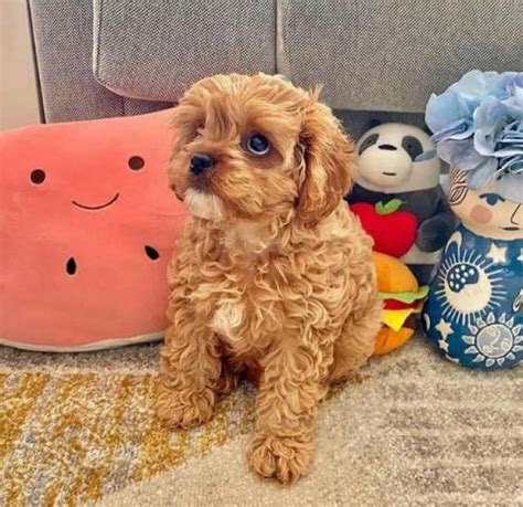 Cute And Adorable Cavapoo Puppies For Free Adoption - Michigan Center ...