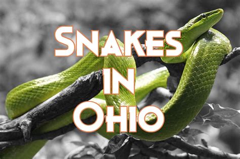 28 Snakes in Ohio (Pictures and Identification)