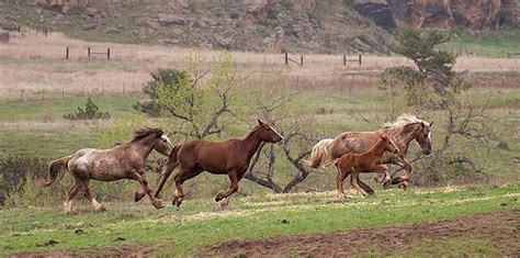 Black Hills Wild Horse Sanctuary Home Wilde Mustangs, Wild Horses ...