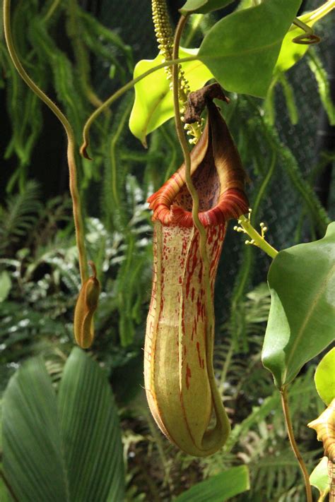 Nepenthes (Tropical Pitcher Plant) - Plant Profile - Oxley Nursery ...