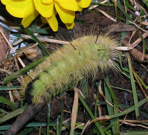 New Jersey Caterpillar - Acronicta americana - BugGuide.Net