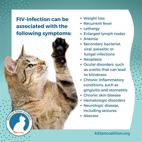 Understanding Feline Immunodeficiency Virus (FIV): Phases and Symptoms ...