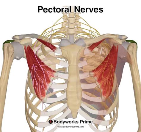 Pectoralis Minor Muscle Anatomy - Bodyworks Prime