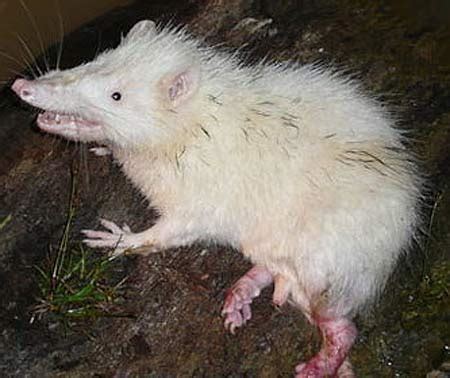 Moonrat - Night Stinker | Animal Pictures and Facts | FactZoo.com