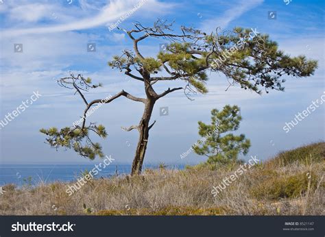 Torrey Pine Tree Stock Photo 8521147 - Shutterstock