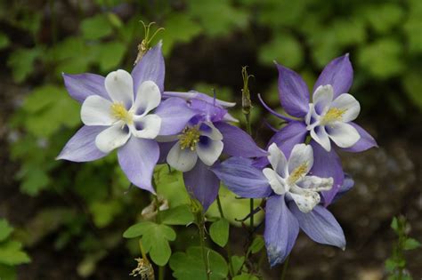 8 Gorgeous Drought-Tolerant Shade Plants to Make Your Garden Alive ...