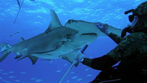 Monster Hammerhead Shark Attacks Florida Coastline | SHARK WEEK - YouTube