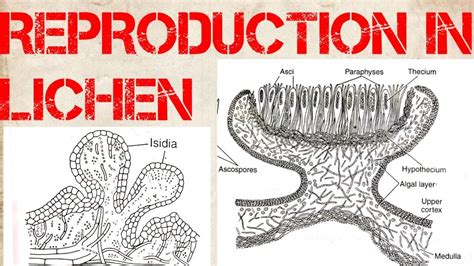 Reproduction in Lichens | How Lichen reproduce | Type of Reproduction ...