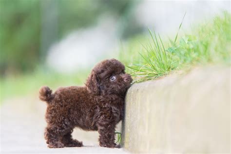 Tiny Toy Poodle Full Grown Size | Wow Blog