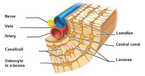 osteocyte in lacuna and canaliculi