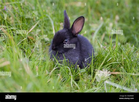 Wild Baby Bunny Rabbit (Oryctolagus cuniculus). Rare black colour ...