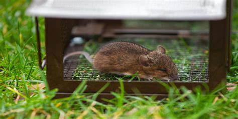 Humane Mice Exterminator Methods