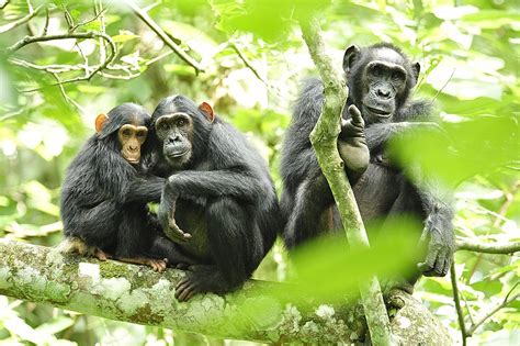 Rainforest Chimpanzees in Uganda Learn Digging Wells to Filter Drinking ...