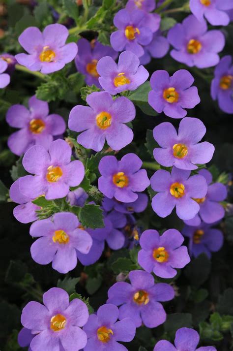 Bacopa sutera cordata Big Falls Dark Blue | Lucas Greenhouses