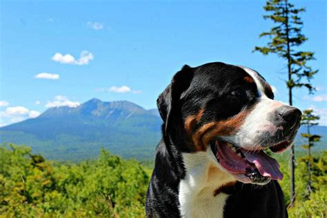 12 Things You Should Know About the Greater Swiss Mountain Dog | Your ...