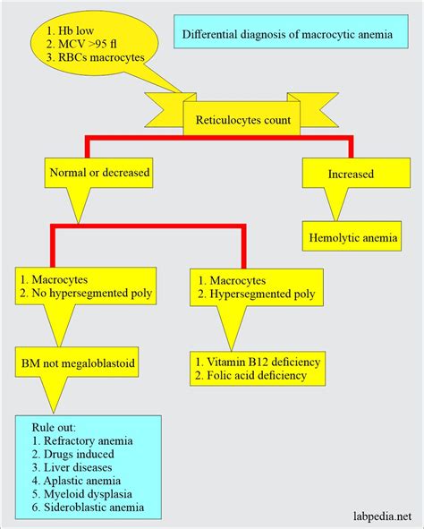 Anemia classification, diagnosis, and routine workup