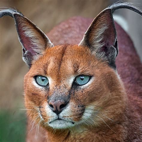 Caracal | Zoologiste.com