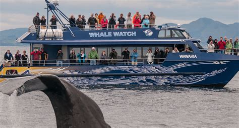 Whale watching boat tours Kaikoura with Whale watch kaikoura