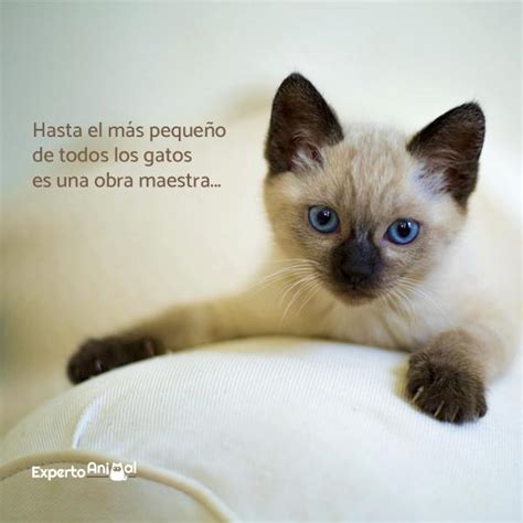 Total 83+ imagen frases de amor gato - Abzlocal.mx