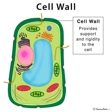 Parts of the Plant Cell - Mind Map