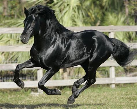 Lovely Black Horse. | Andalusian horse, Horses, Horse breeds