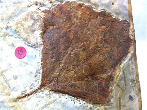 Paleocene Leaf #31 | Fossils for Sale