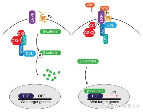 Wnt信号通路和Beta catenin - 知乎