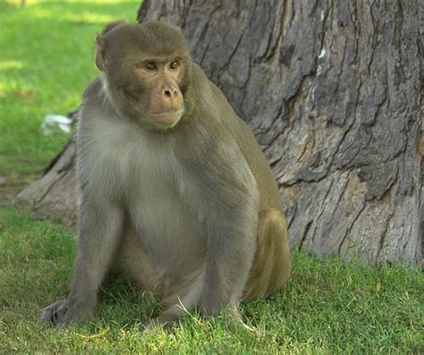 Monkeys of India - India's Endangered