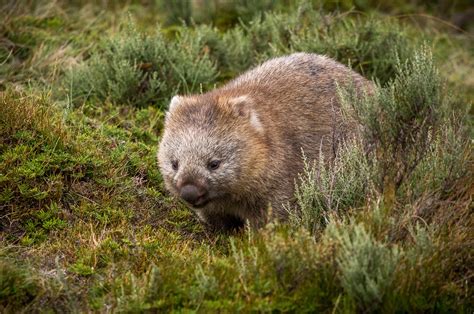 Australische Fauna - Wombats | Australian Macadamias Deutschland Blog