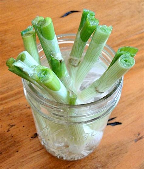 Growing Green Onions in Water Indoors! {Easy Trick} - The Frugal Girls ...