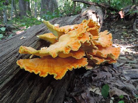 Chicken Of The Woods Mushroom Identification, Look-Alikes, Medicinal ...