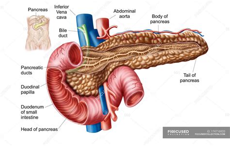 Medical illustration of pancreas anatomy with labels — details ...