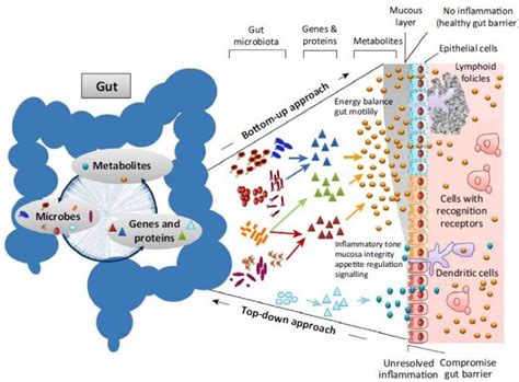 Functional Redundancy in the G [IMAGE] | EurekAlert! Science News Releases